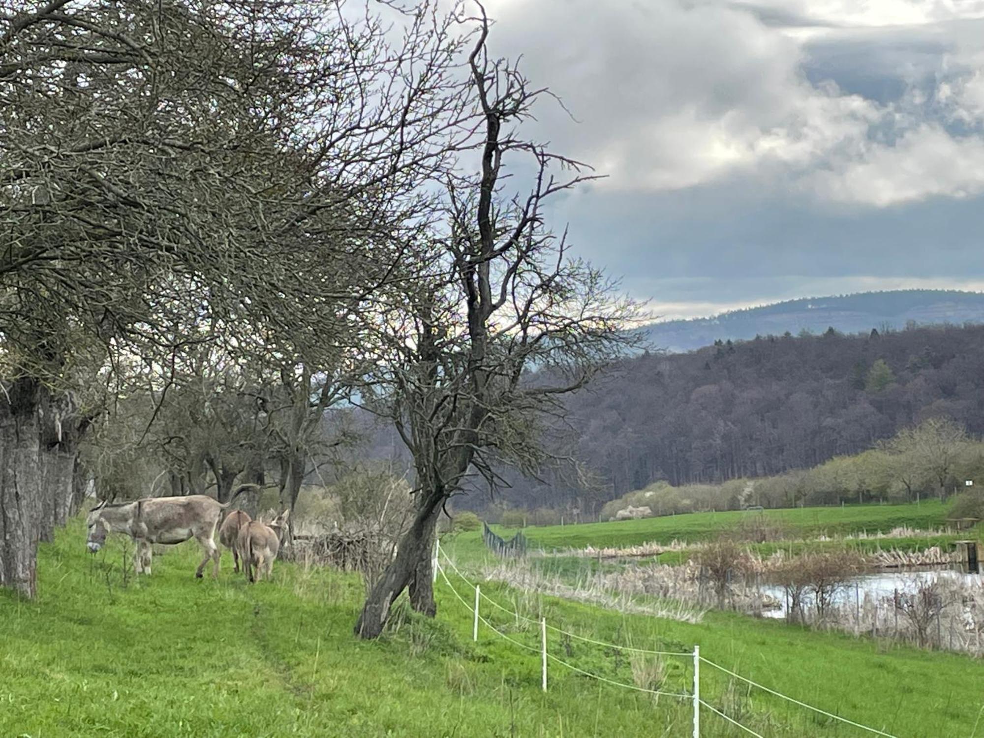 Ferienhof"Waldesel Rippersroda" Εξωτερικό φωτογραφία