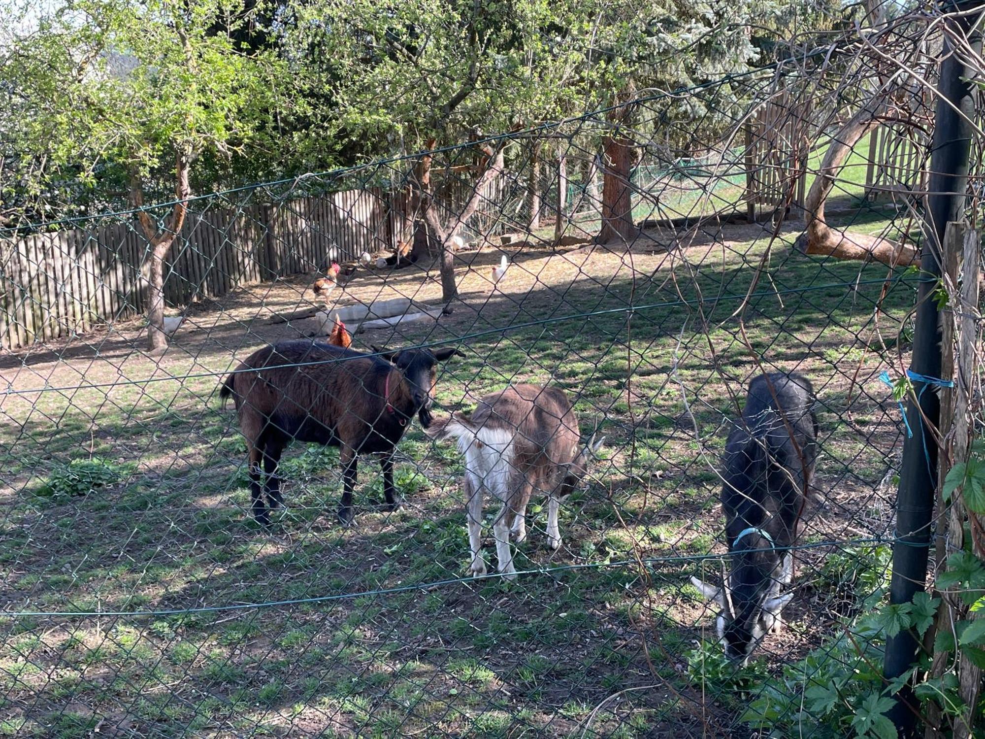 Ferienhof"Waldesel Rippersroda" Εξωτερικό φωτογραφία