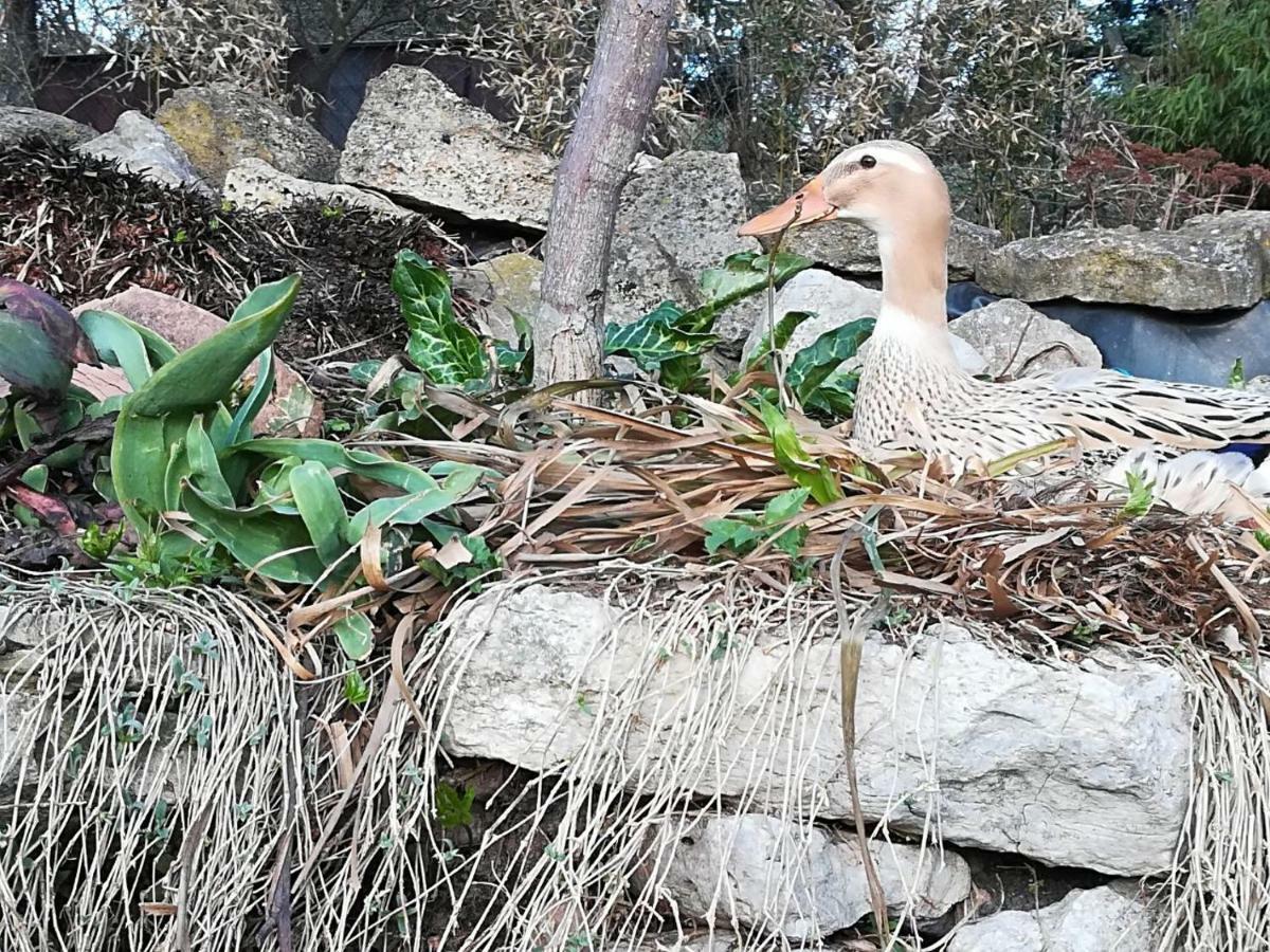 Ferienhof"Waldesel Rippersroda" Εξωτερικό φωτογραφία